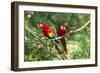 Scarlet Macaws, Costa Rica-Paul Souders-Framed Photographic Print