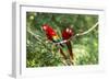 Scarlet Macaws, Costa Rica-Paul Souders-Framed Photographic Print