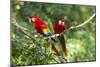 Scarlet Macaws, Costa Rica-Paul Souders-Mounted Photographic Print