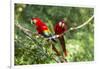 Scarlet Macaws, Costa Rica-Paul Souders-Framed Photographic Print