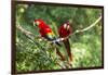 Scarlet Macaws, Costa Rica-Paul Souders-Framed Photographic Print