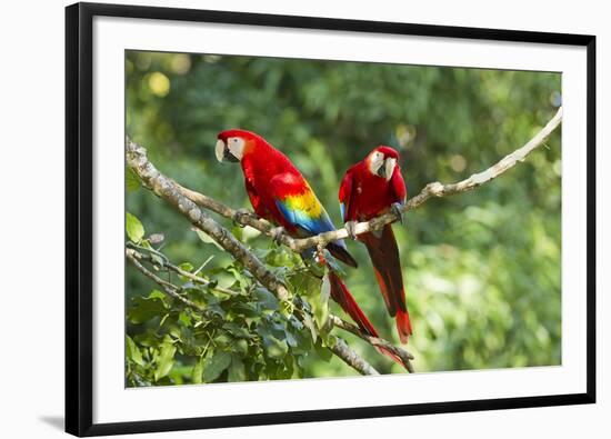 Scarlet Macaws, Costa Rica-Paul Souders-Framed Photographic Print