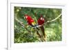 Scarlet Macaws, Costa Rica-Paul Souders-Framed Photographic Print