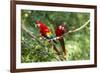 Scarlet Macaws, Costa Rica-Paul Souders-Framed Photographic Print