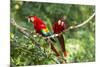 Scarlet Macaws, Costa Rica-Paul Souders-Mounted Photographic Print