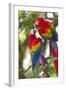 Scarlet Macaws, Costa Rica-null-Framed Photographic Print