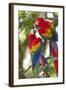 Scarlet Macaws, Costa Rica-null-Framed Photographic Print