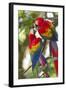 Scarlet Macaws, Costa Rica-null-Framed Photographic Print