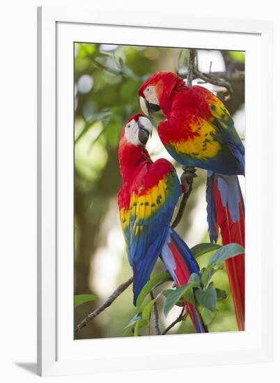 Scarlet Macaws, Costa Rica-null-Framed Photographic Print