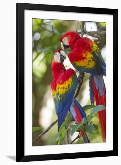 Scarlet Macaws, Costa Rica-null-Framed Photographic Print