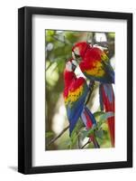 Scarlet Macaws, Costa Rica-null-Framed Photographic Print