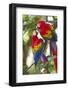 Scarlet Macaws, Costa Rica-null-Framed Photographic Print