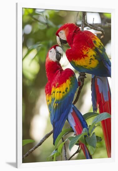 Scarlet Macaws, Costa Rica-null-Framed Photographic Print