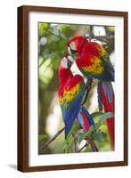 Scarlet Macaws, Costa Rica-null-Framed Photographic Print