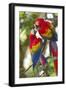 Scarlet Macaws, Costa Rica-null-Framed Photographic Print