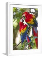 Scarlet Macaws, Costa Rica-null-Framed Photographic Print