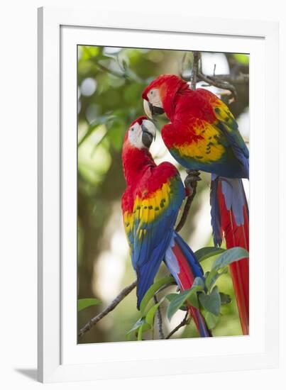 Scarlet Macaws, Costa Rica-null-Framed Photographic Print