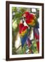 Scarlet Macaws, Costa Rica-null-Framed Photographic Print