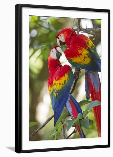 Scarlet Macaws, Costa Rica-null-Framed Photographic Print