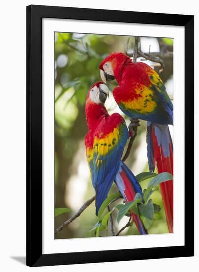 Scarlet Macaws, Costa Rica-null-Framed Photographic Print