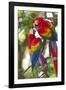 Scarlet Macaws, Costa Rica-null-Framed Photographic Print