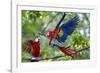 Scarlet Macaws, Costa Rica-null-Framed Photographic Print