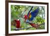 Scarlet Macaws, Costa Rica-null-Framed Photographic Print