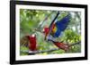 Scarlet Macaws, Costa Rica-null-Framed Photographic Print