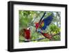 Scarlet Macaws, Costa Rica-null-Framed Photographic Print