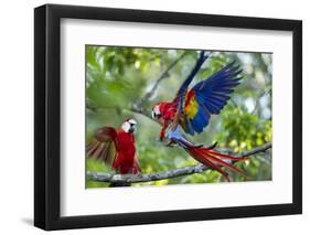 Scarlet Macaws, Costa Rica-null-Framed Photographic Print