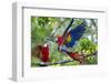 Scarlet Macaws, Costa Rica-null-Framed Photographic Print