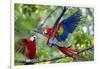 Scarlet Macaws, Costa Rica-null-Framed Photographic Print