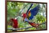 Scarlet Macaws, Costa Rica-null-Framed Photographic Print