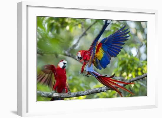 Scarlet Macaws, Costa Rica-null-Framed Photographic Print