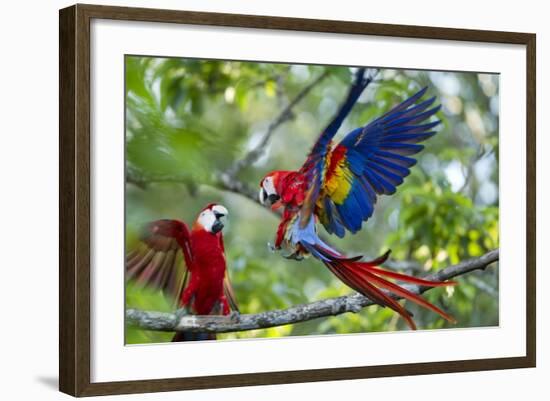 Scarlet Macaws, Costa Rica-null-Framed Photographic Print