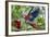 Scarlet Macaws, Costa Rica-null-Framed Photographic Print