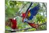 Scarlet Macaws, Costa Rica-null-Mounted Photographic Print