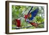 Scarlet Macaws, Costa Rica-null-Framed Photographic Print