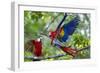 Scarlet Macaws, Costa Rica-null-Framed Photographic Print