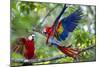 Scarlet Macaws, Costa Rica-null-Mounted Photographic Print