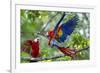 Scarlet Macaws, Costa Rica-null-Framed Photographic Print