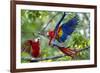 Scarlet Macaws, Costa Rica-null-Framed Photographic Print