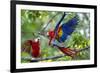 Scarlet Macaws, Costa Rica-null-Framed Photographic Print