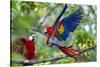 Scarlet Macaws, Costa Rica-null-Stretched Canvas