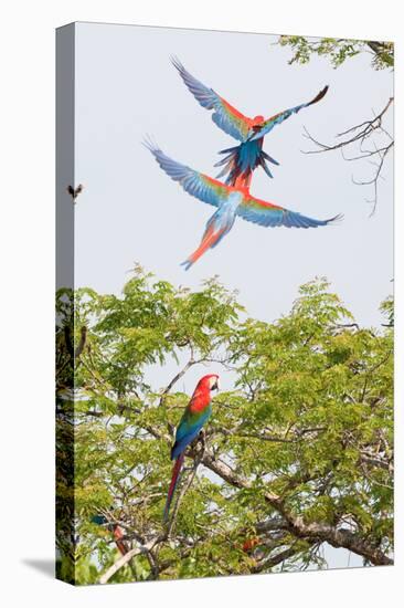 Scarlet Macaws in Flight-Howard Ruby-Stretched Canvas