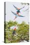 Scarlet Macaws in Flight-Howard Ruby-Stretched Canvas