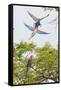 Scarlet Macaws in Flight-Howard Ruby-Framed Stretched Canvas