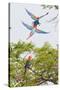 Scarlet Macaws in Flight-Howard Ruby-Stretched Canvas