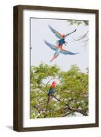 Scarlet Macaws in Flight-Howard Ruby-Framed Photographic Print