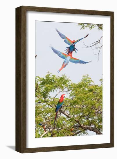Scarlet Macaws in Flight-Howard Ruby-Framed Photographic Print